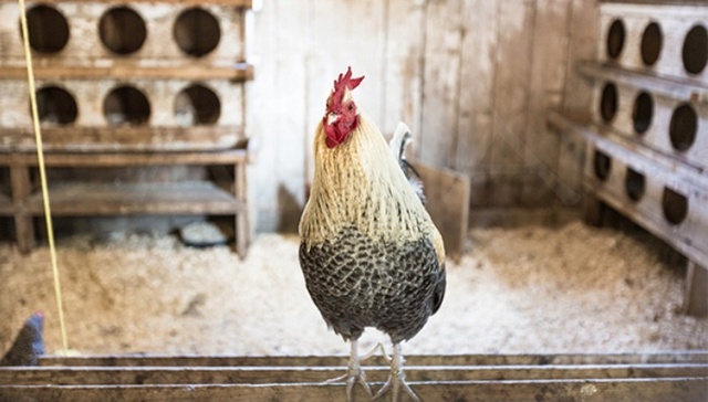 最近美国流行租鸡  我有一个时髦的朋友租了两只