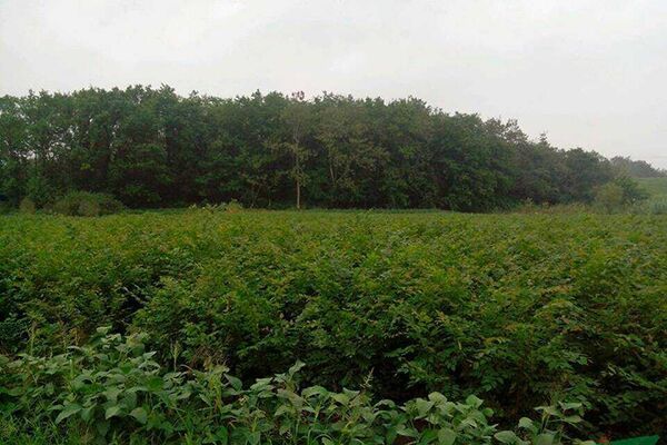 苗木,新创企业,江苏句容,新实践,治国,唐陵,产业基地,大产业,专业合作社,金凤凰