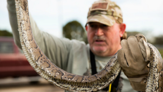 蟒蛇,生态,美国