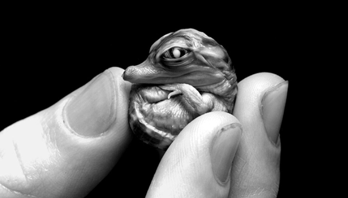 动物,宝宝,摄影,人类,生态