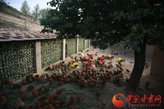 微商,贫困户,农民专业合作社,红人,百合种植,土鸡,好帮手,种养殖,红色教育,旅游资源