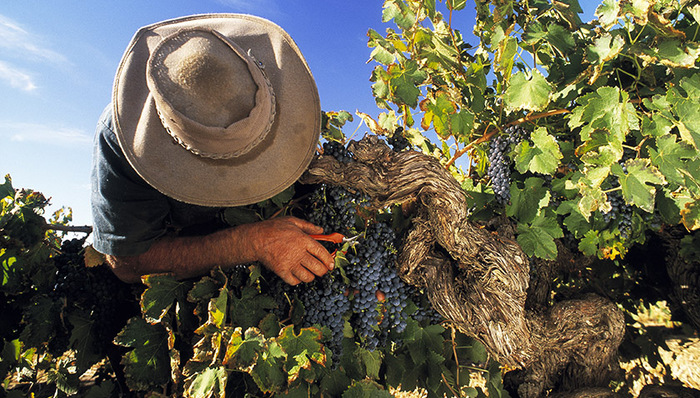 威龙股份,库存压力