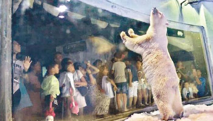 世界最悲伤,北极熊,搬家,商场,扩建,熊猫