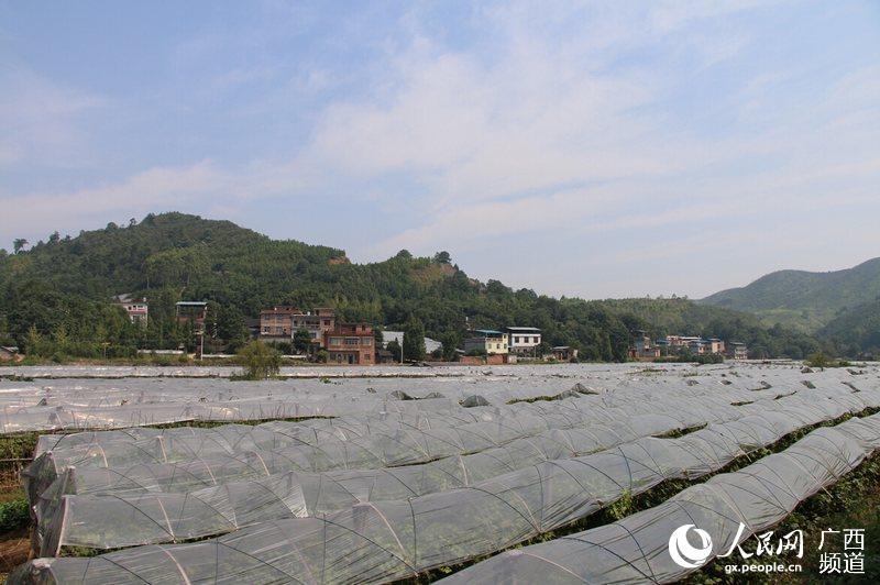 山脚下连片的葡萄园