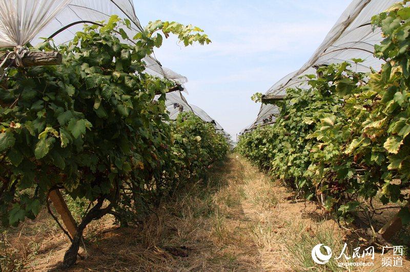 成熟期一到，田里的葡萄就销售一空