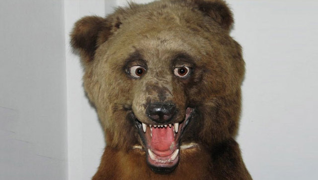 动物标本,博物馆