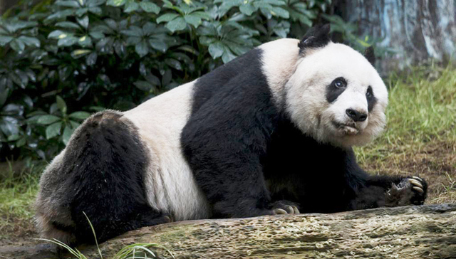 全球最长寿圈养大熊猫在香港安乐死离世 终年38岁
