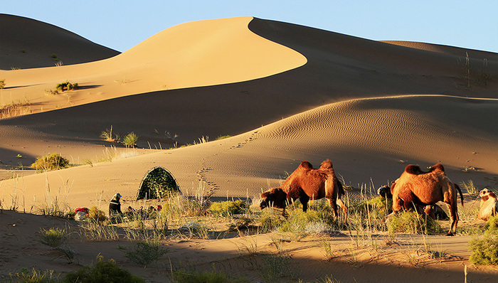企业家公益组织,阿拉善治沙
