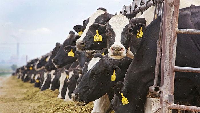 光明乳业,管理层,震荡,销售净利率,光明乳品,复原乳,市场份额,营收,销售渠道,市场拓展