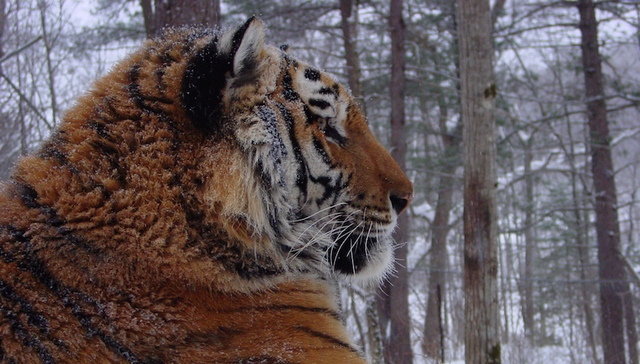 WCS,东北虎,戴尔,中国东北虎保护,灭绝