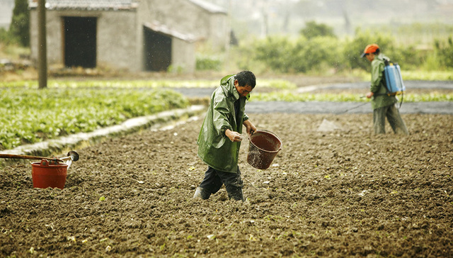 隆平高科中期业绩