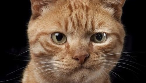 证件照,暴击,裸照,啊啊啊,男朋友