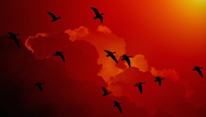 候鸟,志愿者,举报