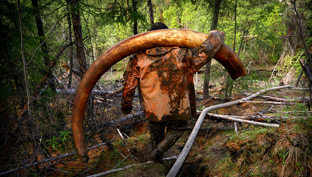 他们在西伯利亚捕猎猛犸象