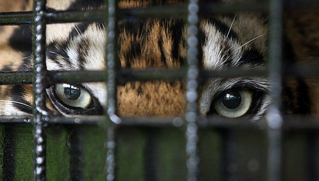 八达岭,动物园,陕西,官员,儿媳,举报,立案调查,房产,货车,鲜活车,过路费,坠井,制毒野外加工厂,