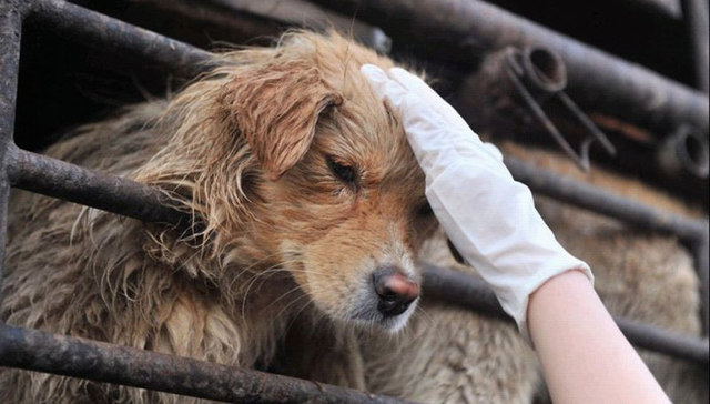 河北交警回应运狗车被爱狗人士逼停致高速拥堵：两次碰撞3人伤