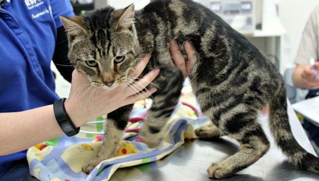 澳大利亚女子把14只猫锁在房里挨饿 同类相食仅一只存活