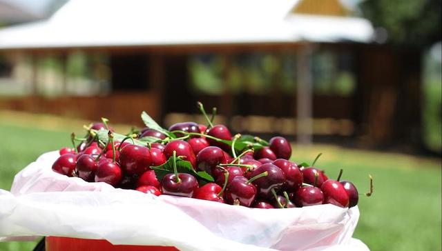 澳洲正是樱桃季 就想去农场上摘一筐抱着吃