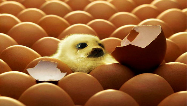 Uber,Airbnb,Etsy,客户,创业公司,共享经济,哈佛商学院,孵化