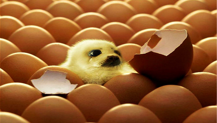 Uber,Airbnb,Etsy,客户,创业公司,共享经济,哈佛商学院,孵化