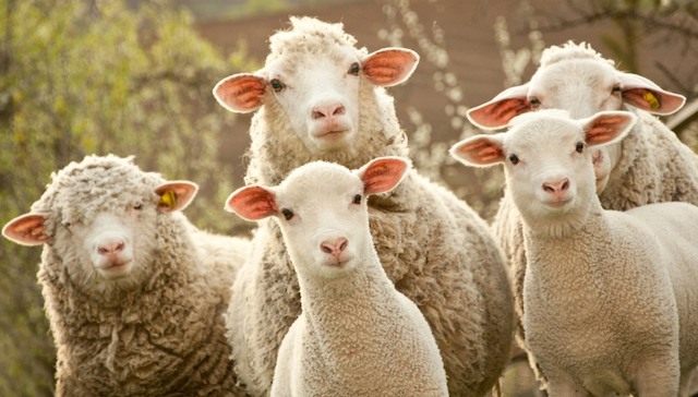 澳大利亚福利详解 可以不领但不可不知