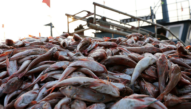活鱼消失背后：水产流通多存隐患 业内盼减少中间环节