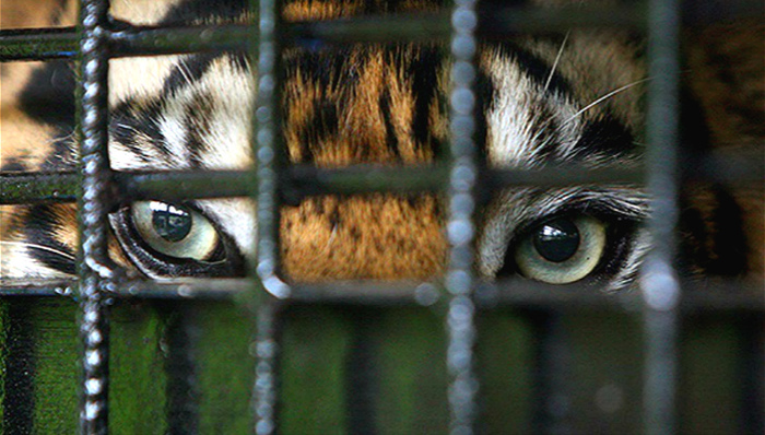 八达岭,老虎,道歉,厦门,网约车,安全,代人上课,铁钉,,同学欺负,钓鱼执法