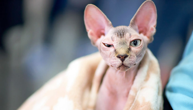 太可恶，无良商家专门造卖假的斯芬克斯猫