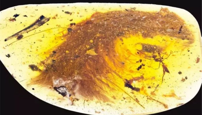 恐龙,化石,羽毛