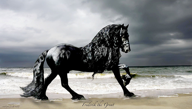 滴滴打球管家牵手荷兰皇家弗里斯兰马协会，带你看世界上最帅气的马