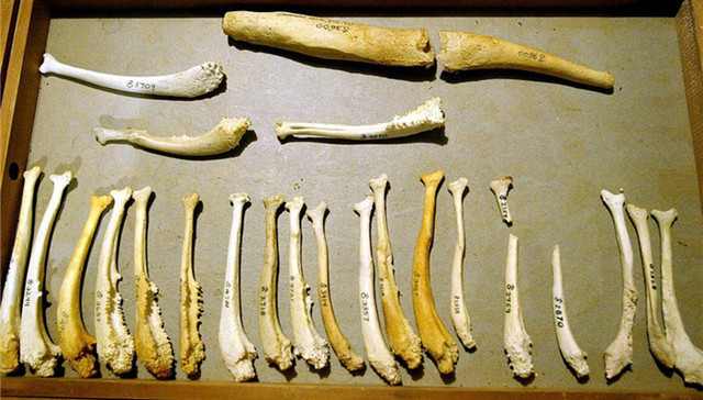 【研究】人类的丁丁为何没长骨头？