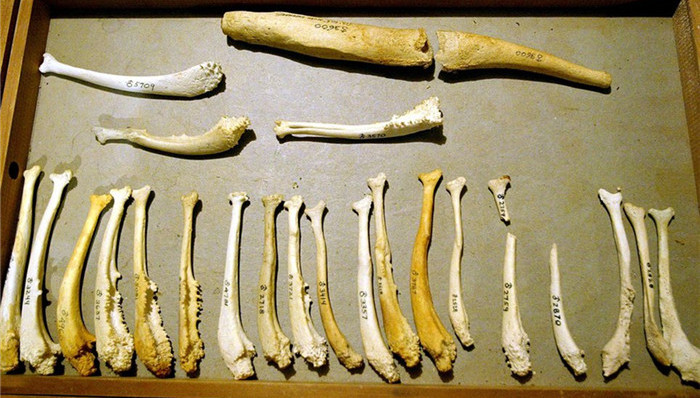 惊奇的发现,进化论