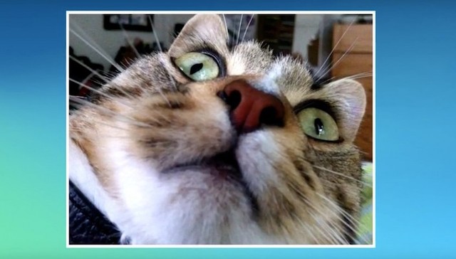 终于有一款APP可以让猫咪自拍了