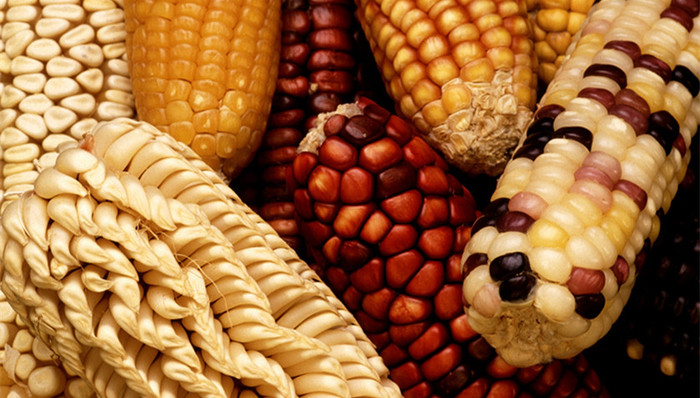 黑龙江,转基因,种植