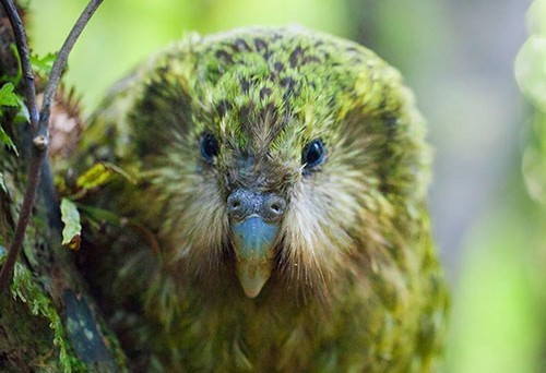 审丑师,歪楼日报