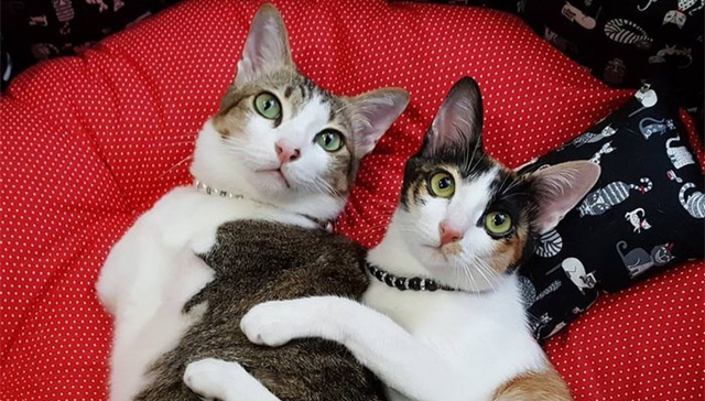 小猫只有两条腿，依然坚强快乐