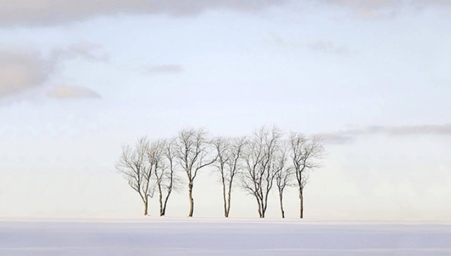 摄影,冬日,自然,雪