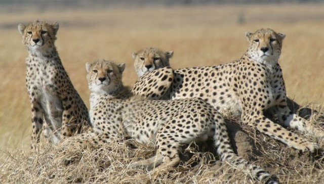 陆地上跑得最快的动物正在奔向灭绝吗？