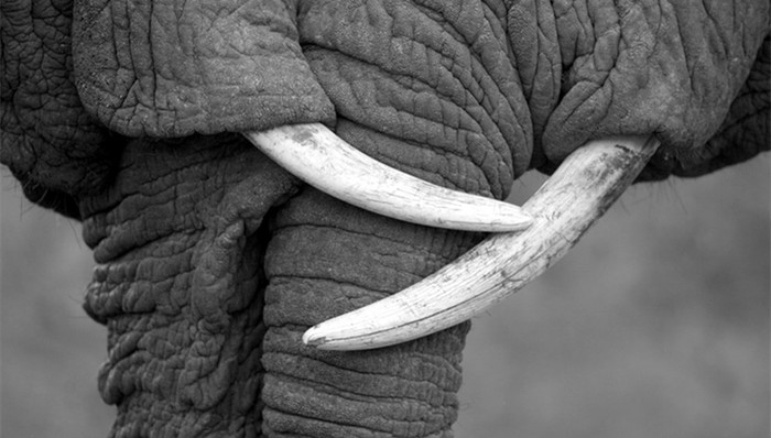 象牙,商业性贸易,牙雕