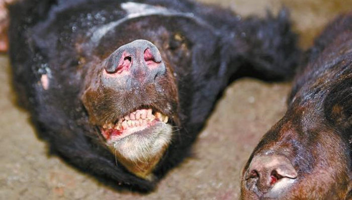 绵阳,,非法出售野生动物案,熊掌,穿山甲,