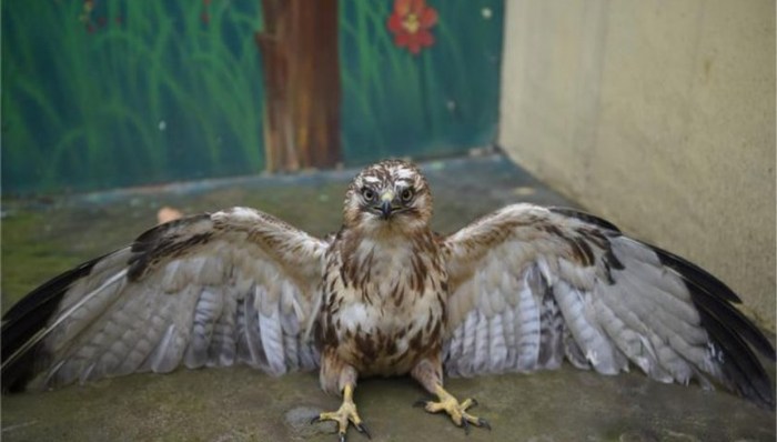 猛禽,雾霾,大鸟,麦田,森林益鸟,捕食,鸟类,田间,治疗,采食