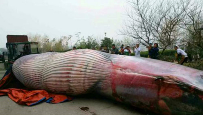 鲸鱼,切割,喂狗