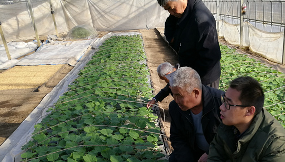 【网络媒体走转改】句容戴庄67岁农民 应日本农文协邀请出国学农技