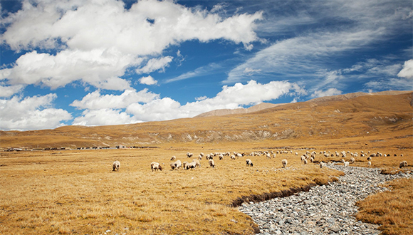 腊八节,分红,失地农民,蔡村,真情,新春走基层,洛桑多吉,农家乐,耕地,修车厂
