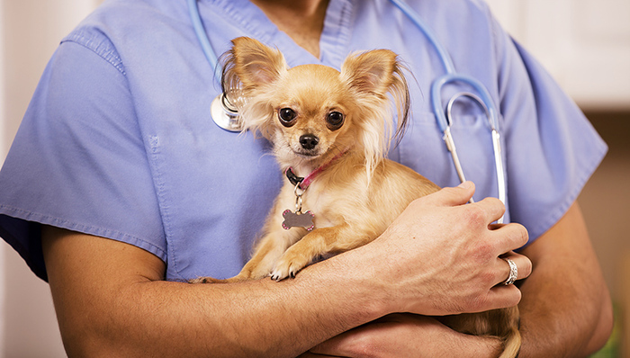 VCA,Inc.,宝路狗粮