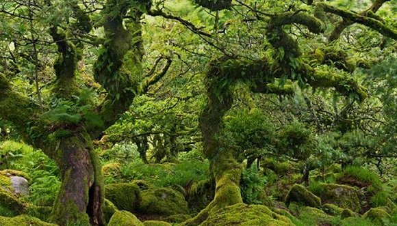 约翰·福尔斯的《树》：“有用性”不是一切