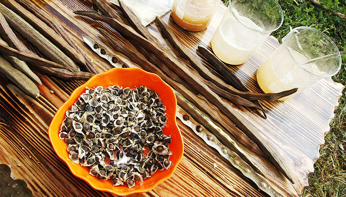 家乐氏看中的是“辣木”