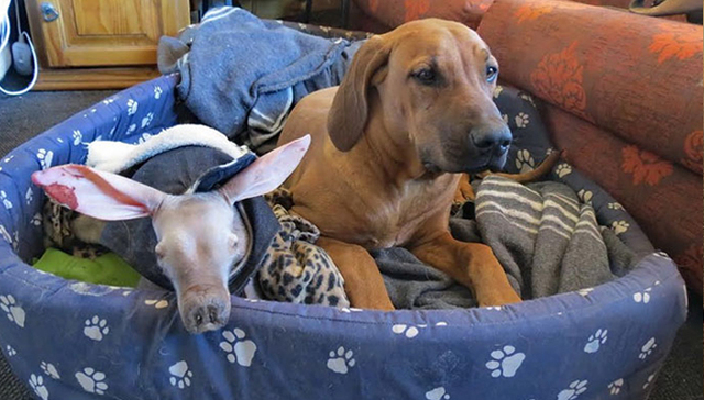 在轮胎边，他捡了一只丑丑的土豚宝宝