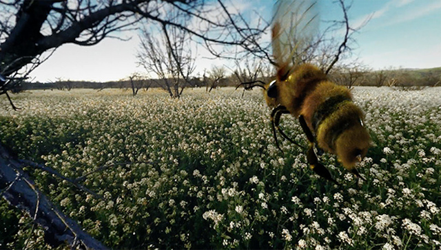 哈根达斯也要赶VR营销时髦 带你飞去看蜜蜂
