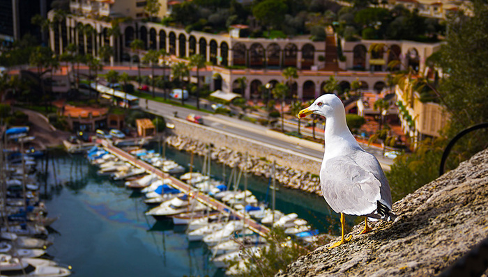 零污染、零犯罪、零个税……但成为一个摩纳哥人真的快乐吗？